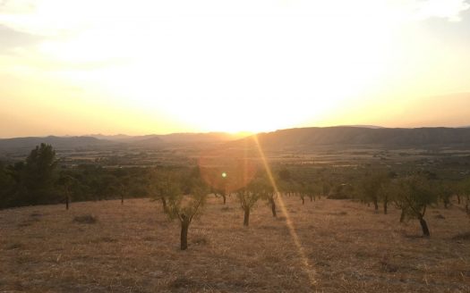 T 241 Terreno en Los Rosales