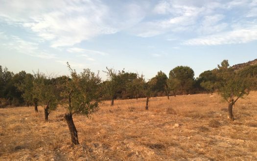 T 241 Terreno en Los Rosales