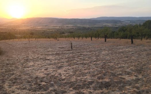 T 241 Terreno en Los Rosales