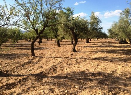 T 206 Terreno en Fontanelles y el Pontarro 3988M2