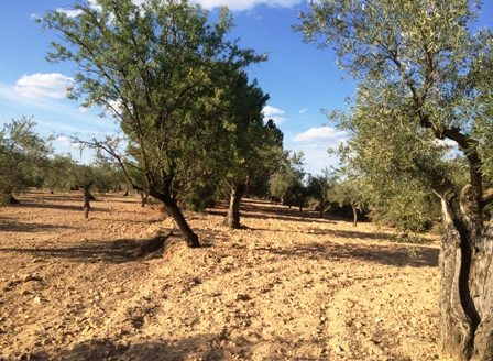 T 206 Terreno en Fontanelles y el Pontarro 3988M2