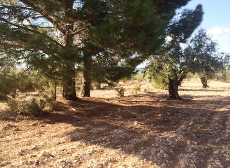 T 206 Terreno en Fontanelles y el Pontarro 3988M2