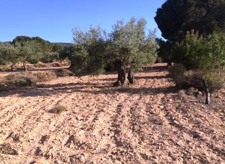 T 206 Terreno en Fontanelles y el Pontarro 3988M2