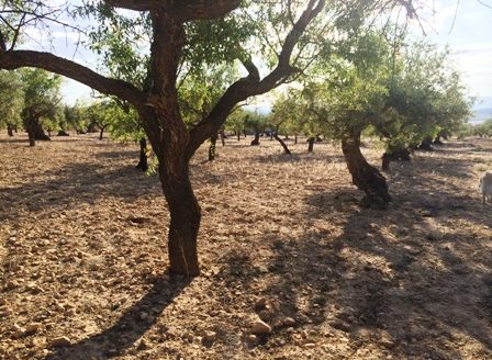 T 206 Terreno en Fontanelles y el Pontarro 3988M2