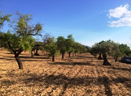 T 206 Terreno en Fontanelles y el Pontarro 3988M2