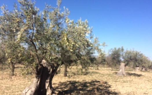 T 208 Terreno en Cañada a 6km de Villena
