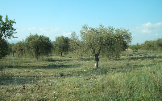 T 272 TERRENO EN CTRA DE BAÑERES