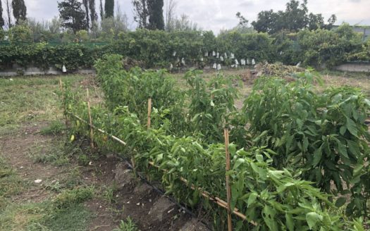 C 110 CASA CON PISCINA, NAVE, HUERTO ETC