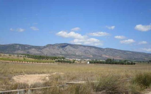 T277 Terreno edificable el 2 por ciento de la parcela