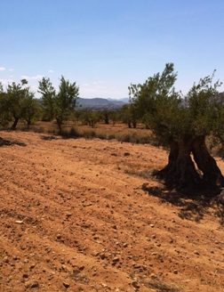 T 214 En la zona de les cabesols 3032 M2