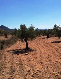 T 214 En la zona de les cabesols 3032 M2