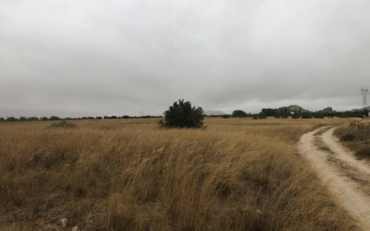 T 291 EN LAS TIESAS ENTRE BIAR Y VILLENA