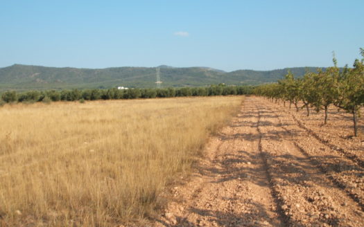 T 036 TERRENO EN BIAR