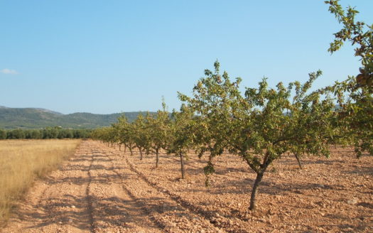 T 038 TERRENO EN BIAR