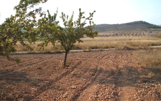 T 038 TERRENO EN BIAR