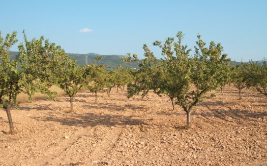 T 038 TERRENO EN BIAR