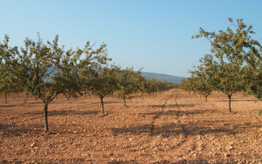 T 038 TERRENO EN BIAR