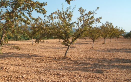 T 040 TERRENO EN BIAR