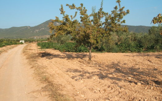 T 040 TERRENO EN BIAR