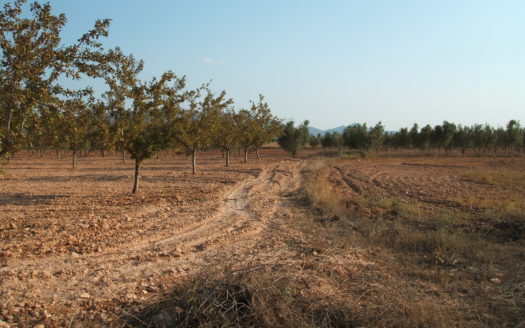 T 038 TERRENO EN BIAR