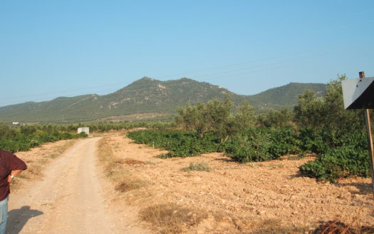 T 040 TERRENO EN BIAR