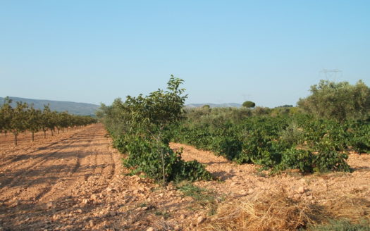 T 039 TERRENO EN BIAR