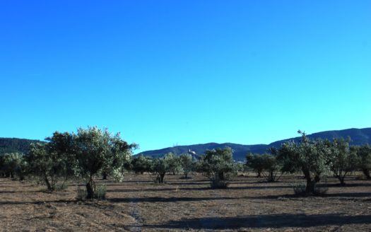 T 163 parcela con olivos se puede edificar el 2%