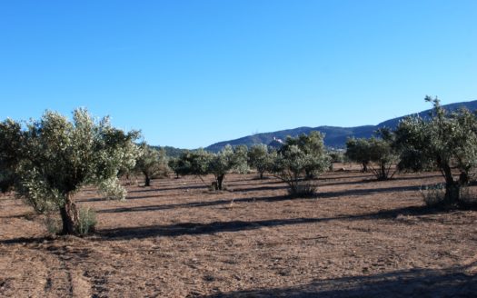 T 163 parcela con olivos se puede edificar el 2%