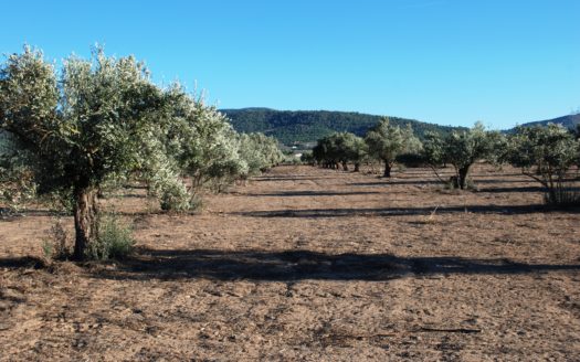 T 163 parcela con olivos se puede edificar el 2%