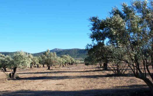 T 163 parcela con olivos se puede edificar el 2%