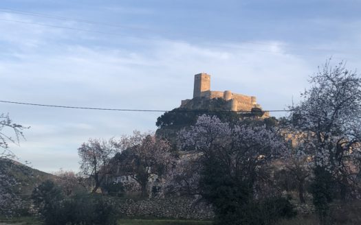 T 275 TERRENO EN BIAR.