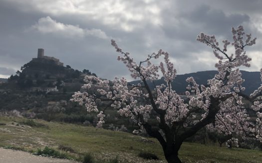 T 182 TERRENO EN BIAR Zona del Gordet.