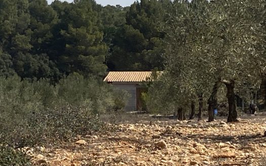 CT 108 Terreno en Bañeres 3800m2 con casita de 20m2 luz y agua