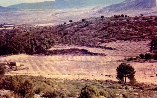 T 269 Terreno en Biar de unos 18.000m2