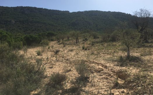 CT 096 Almacen agricola en zona protegida en Biar.