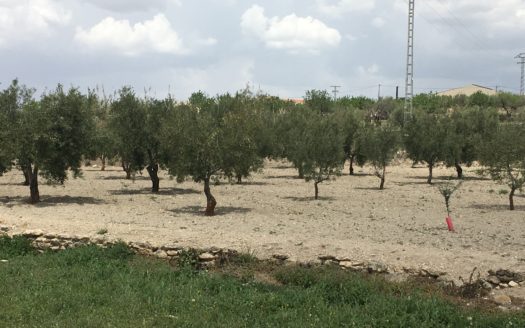 CT 101 almacen agricola en zona industrial