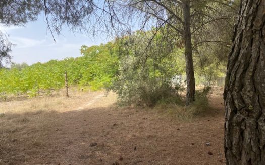 CT 053 Casa con terreno con pinada en el FIGUERAL.