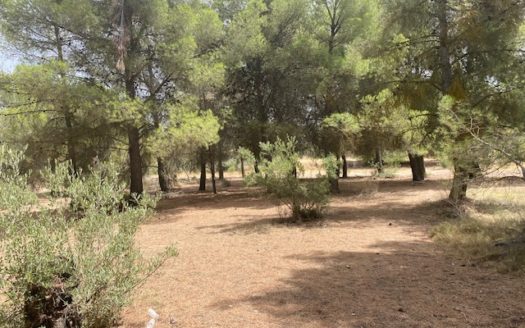 CT 053 Casa con terreno con pinada en el FIGUERAL.