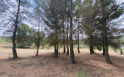 CT 053 Casa con terreno con pinada en el FIGUERAL.