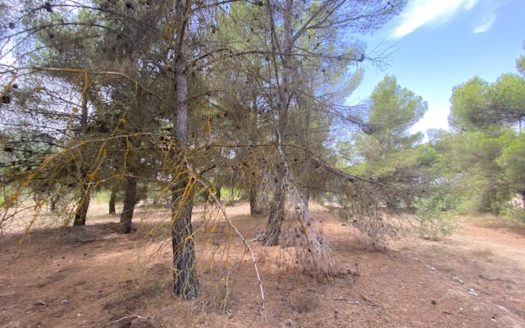 CT 053 Casa con terreno con pinada en el FIGUERAL.