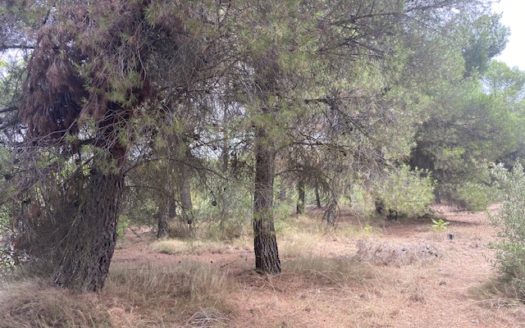 CT 053 Casa con terreno con pinada en el FIGUERAL.