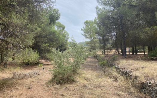 CT 053 Casa con terreno con pinada en el FIGUERAL.