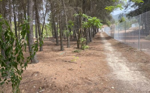 CT 053 Casa con terreno con pinada en el FIGUERAL.