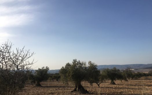 T 253 Se vende terreno en Carretera Biar-Campo de MIrra