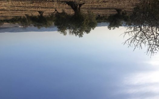 T 253 Se vende terreno en Carretera Biar-Campo de MIrra