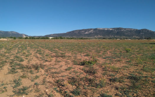 T228 Parcela de 18605 m2 con almacen agricola de 27m2