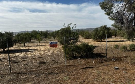 T413 parcela en la zona del Borrel, vallada y en produccion.