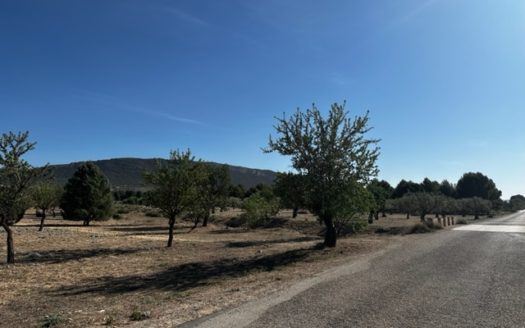 T413 parcela en la zona del Borrel, vallada y en produccion.