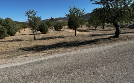 T413 parcela en la zona del Borrel, vallada y en produccion.