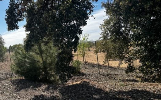 T413 parcela en la zona del Borrel, vallada y en produccion.